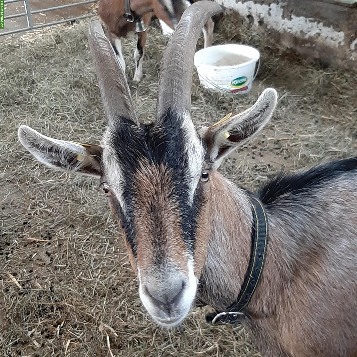 Kastrierter Ziegenbock GRATIS abzugeben