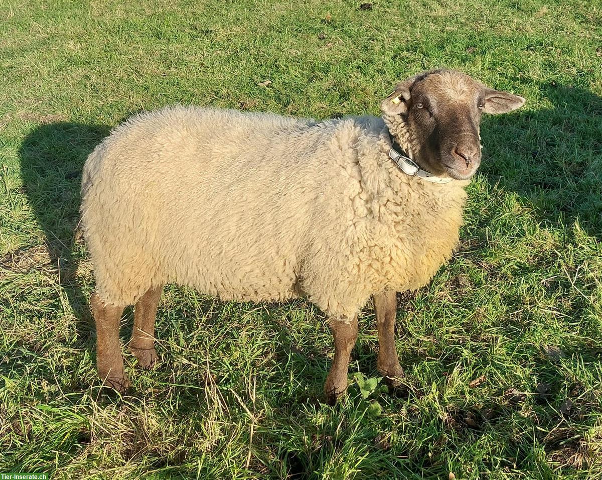 Bild 2: Schafbock Texel/Spiegelschaf Mischling