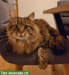 Katzen DaVinci & Vajana 5/7j. suchen dringend ein Zuhause