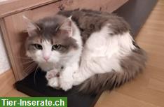 Bild 2: Katzen DaVinci & Vajana 5/7j. suchen dringend ein Zuhause