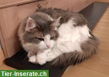 Bild 4: Katzen DaVinci & Vajana 5/7j. suchen dringend ein Zuhause