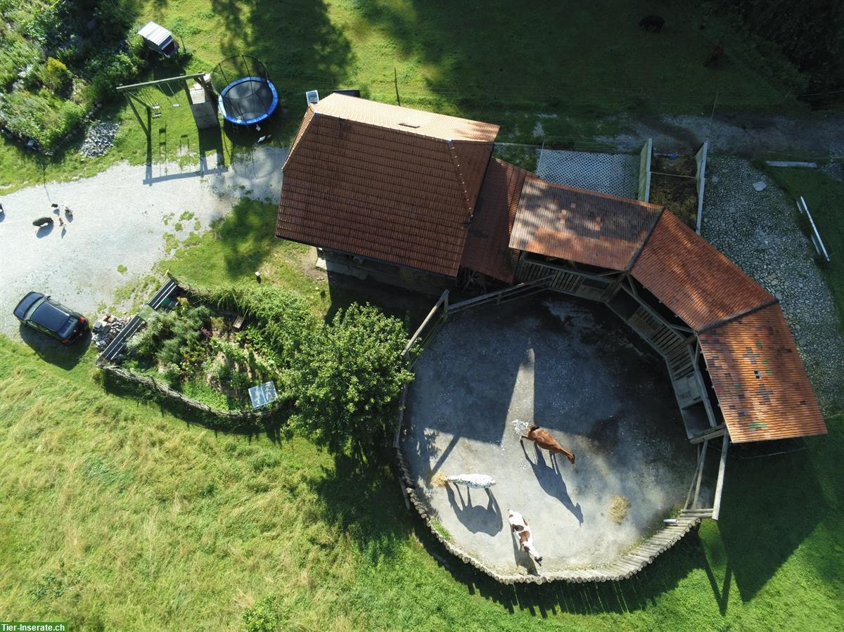 Pferde Plätze frei in grosszügigem, rund gebautem Offenstall