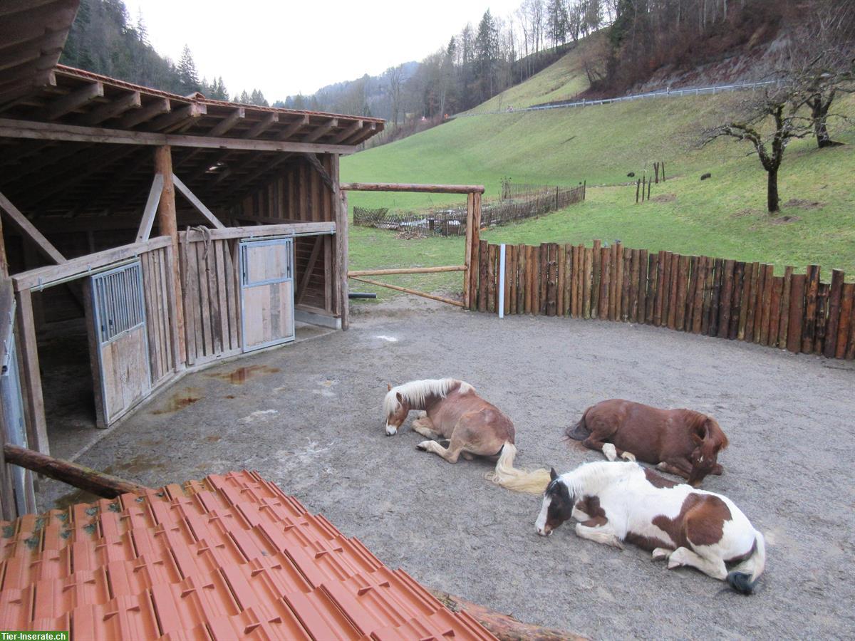 Bild 2: Pferde Plätze frei in grosszügigem, rund gebautem Offenstall