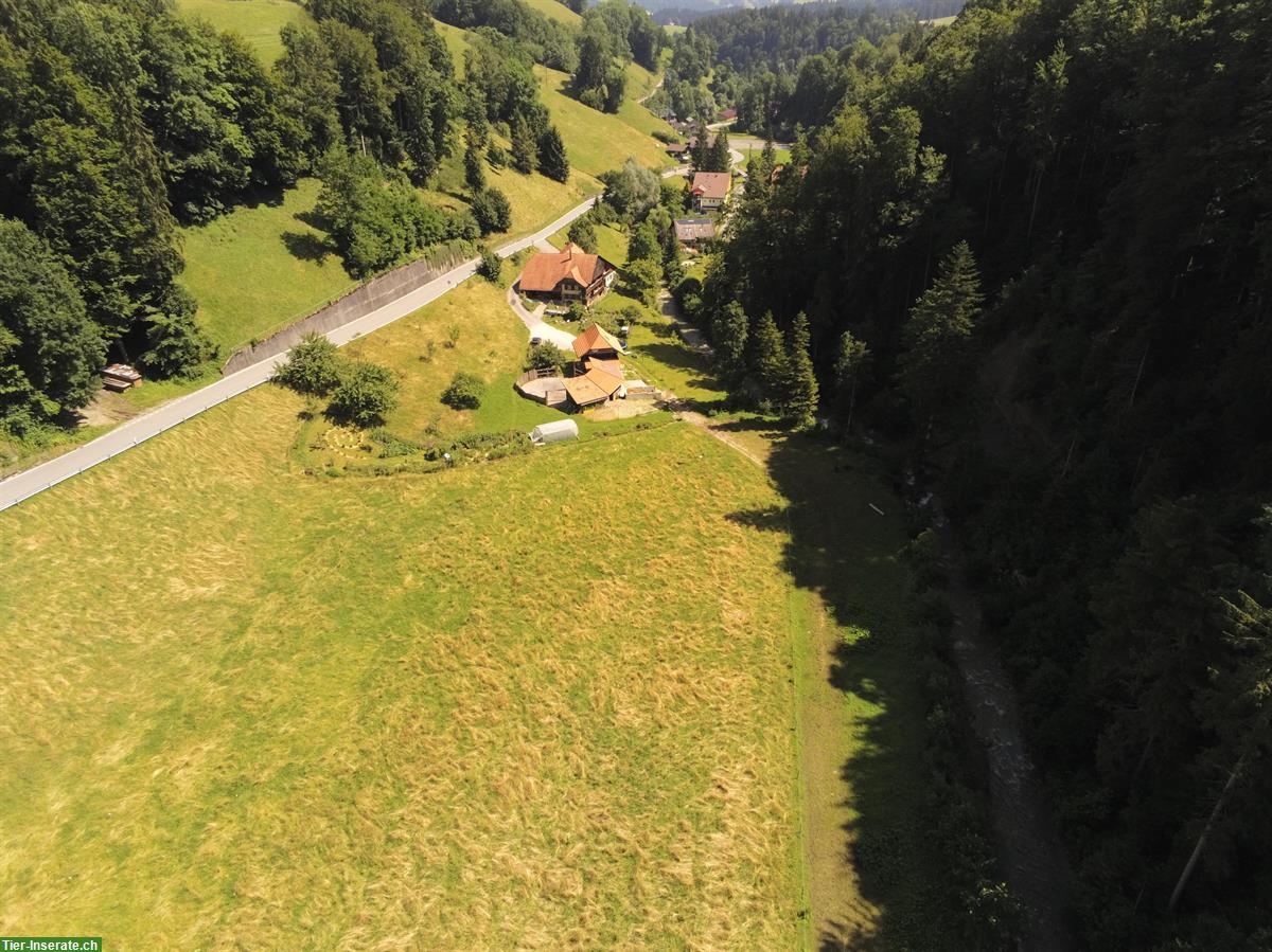 Bild 4: Pferde Plätze frei in grosszügigem, rund gebautem Offenstall