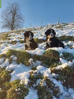 Berner Sennenhund Welpen