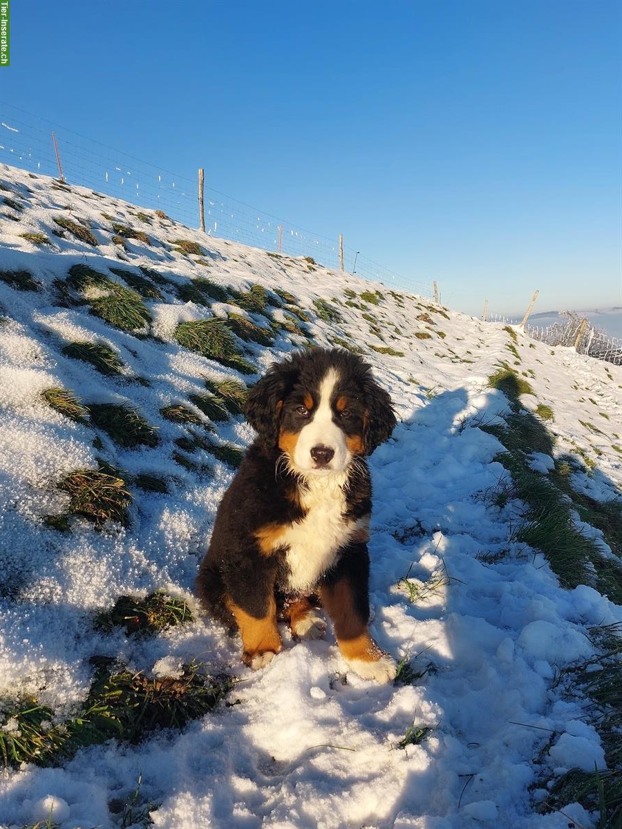 Bild 2: Berner Sennenhund Welpen