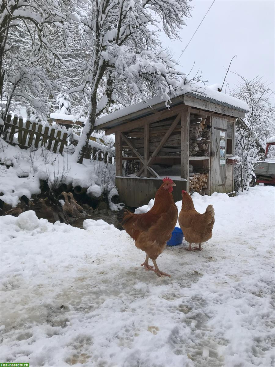 3 hübsche Hähne zu verkaufen