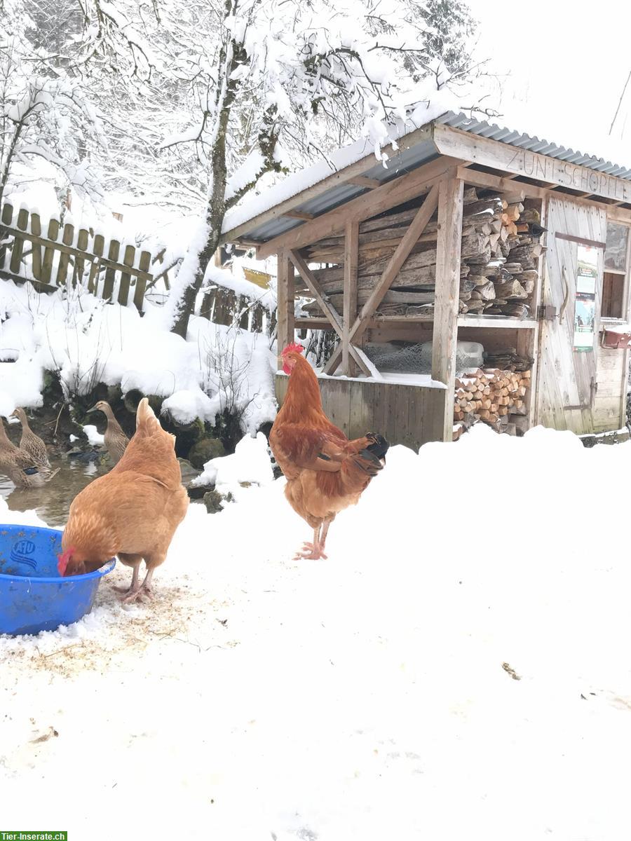 Bild 2: 3 hübsche Hähne zu verkaufen