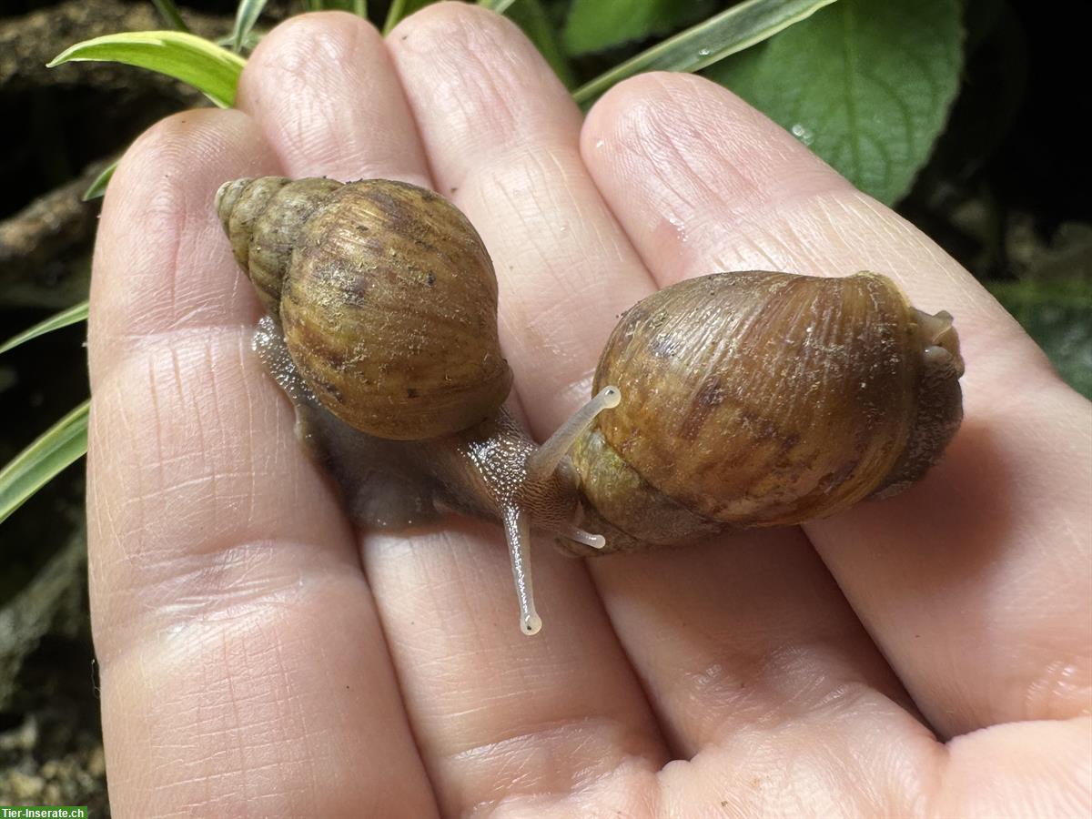 Bild 3: Junge Lissachatina fulica Achatschnecken