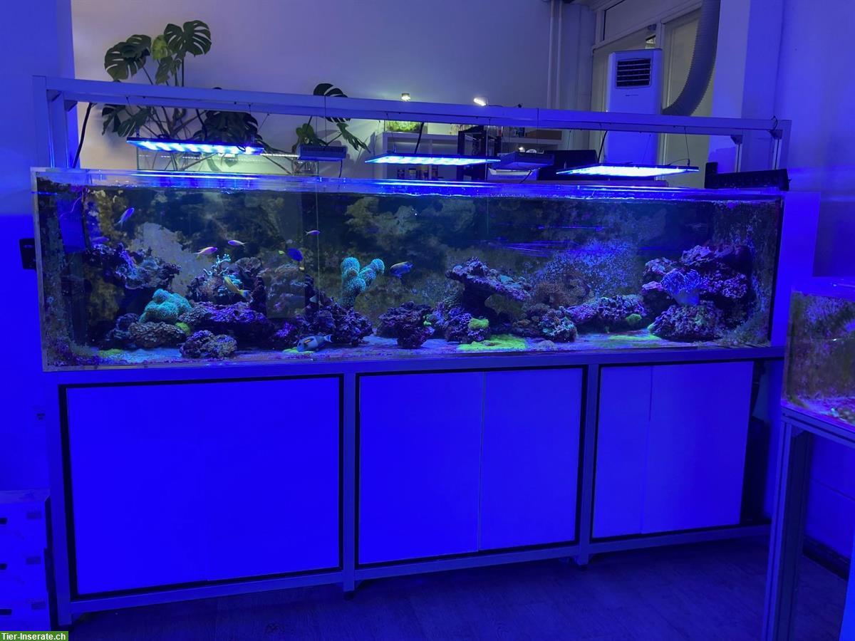 Bild 2: Mehrere Aquarien und Module zu verkaufen