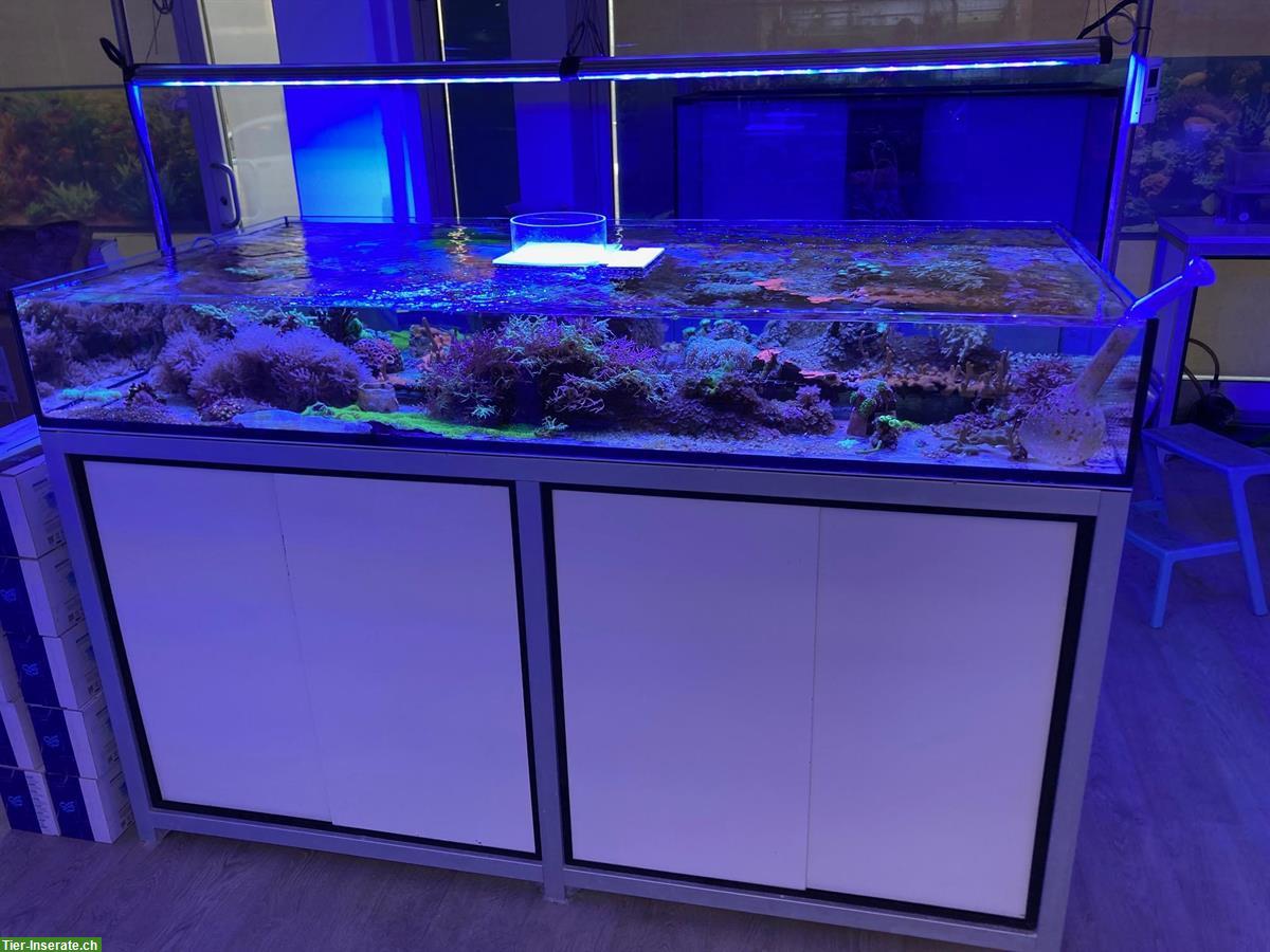 Bild 4: Mehrere Aquarien und Module zu verkaufen