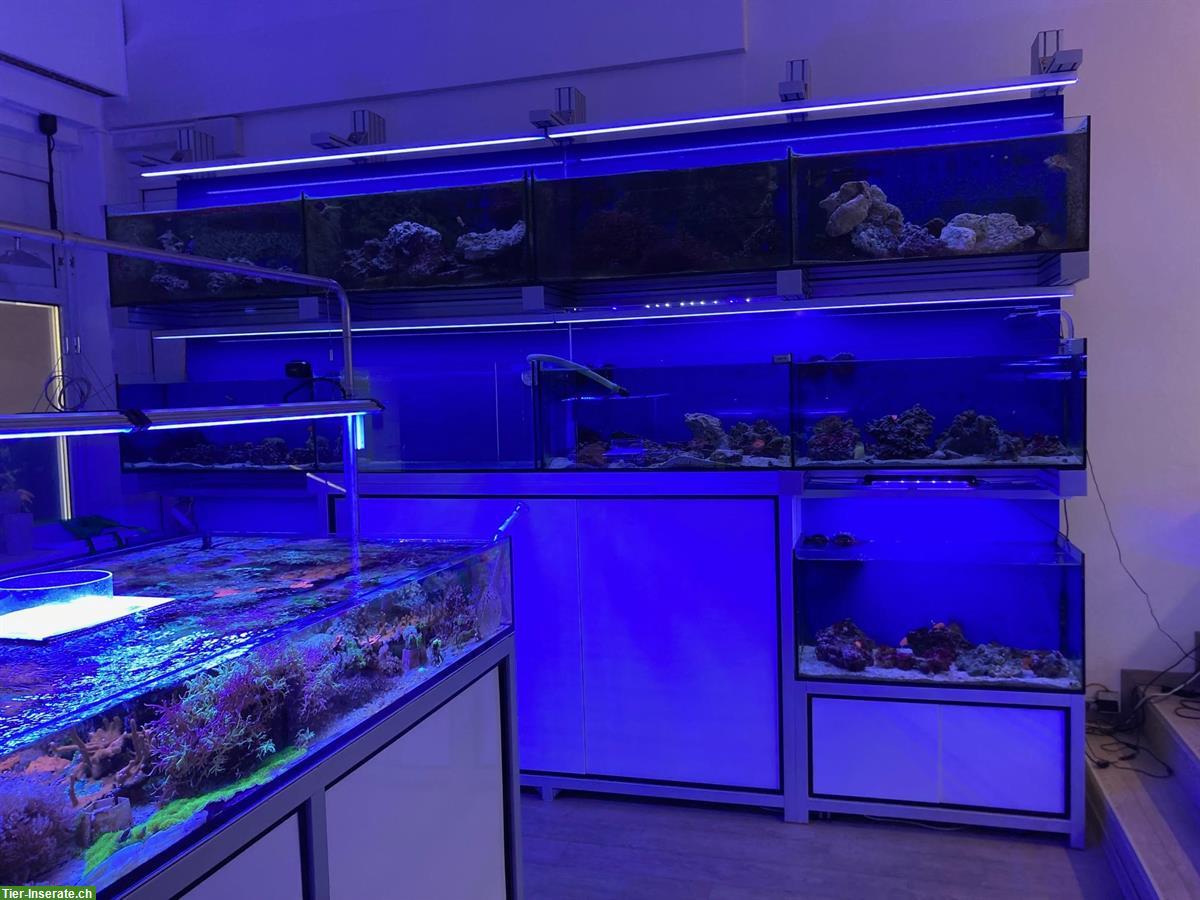 Bild 5: Mehrere Aquarien und Module zu verkaufen