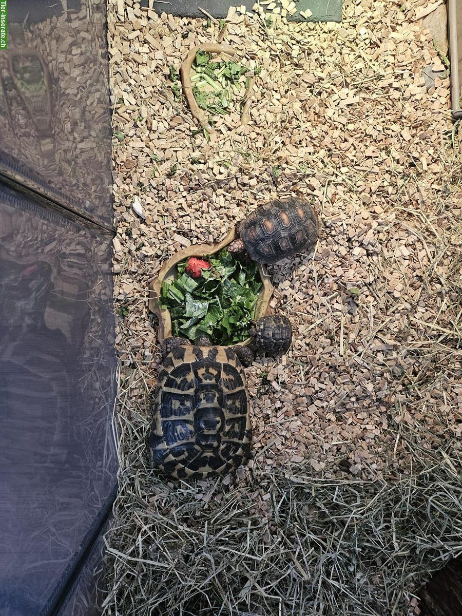 2 Griechische Landschildkröten + 1 Köhlerschildkröte