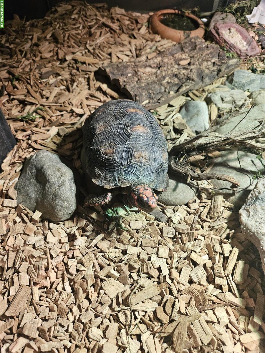 Bild 2: 2 Griechische Landschildkröten + 1 Köhlerschildkröte