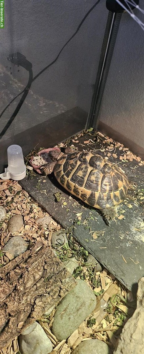 Bild 3: 2 Griechische Landschildkröten + 1 Köhlerschildkröte