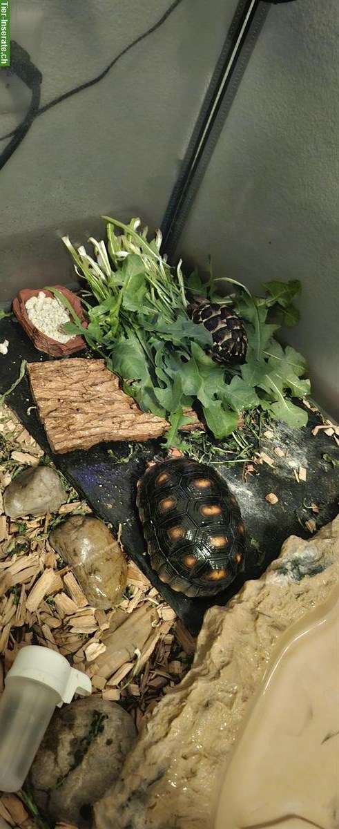 Bild 4: 2 Griechische Landschildkröten + 1 Köhlerschildkröte