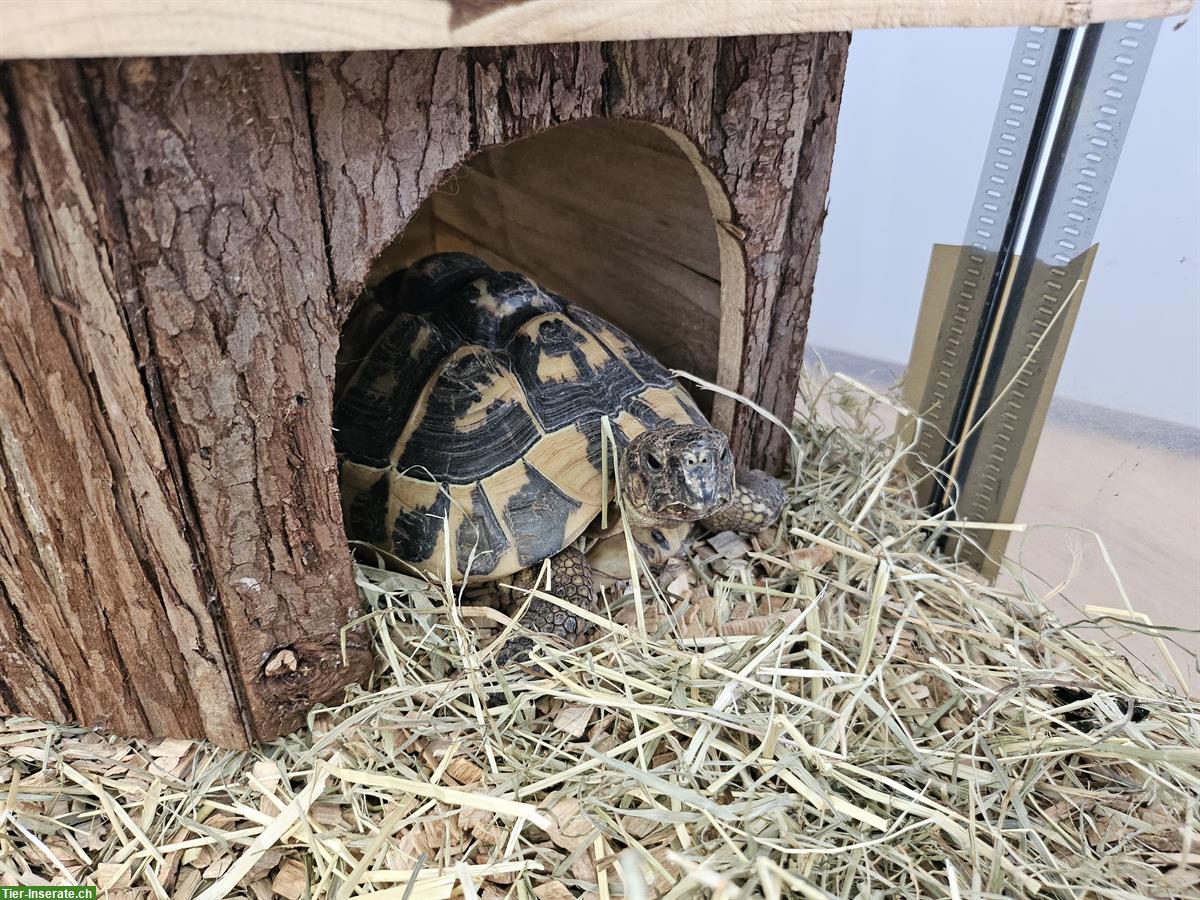 Bild 5: 2 Griechische Landschildkröten + 1 Köhlerschildkröte