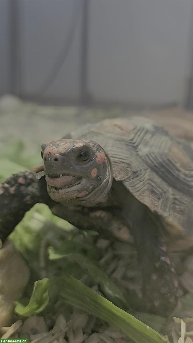 Bild 6: 2 Griechische Landschildkröten + 1 Köhlerschildkröte