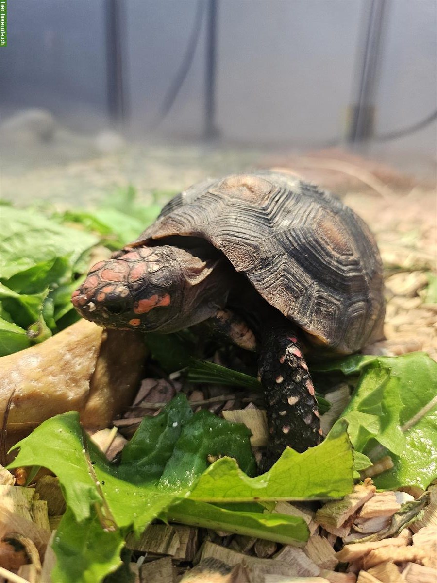 Bild 7: 2 Griechische Landschildkröten + 1 Köhlerschildkröte