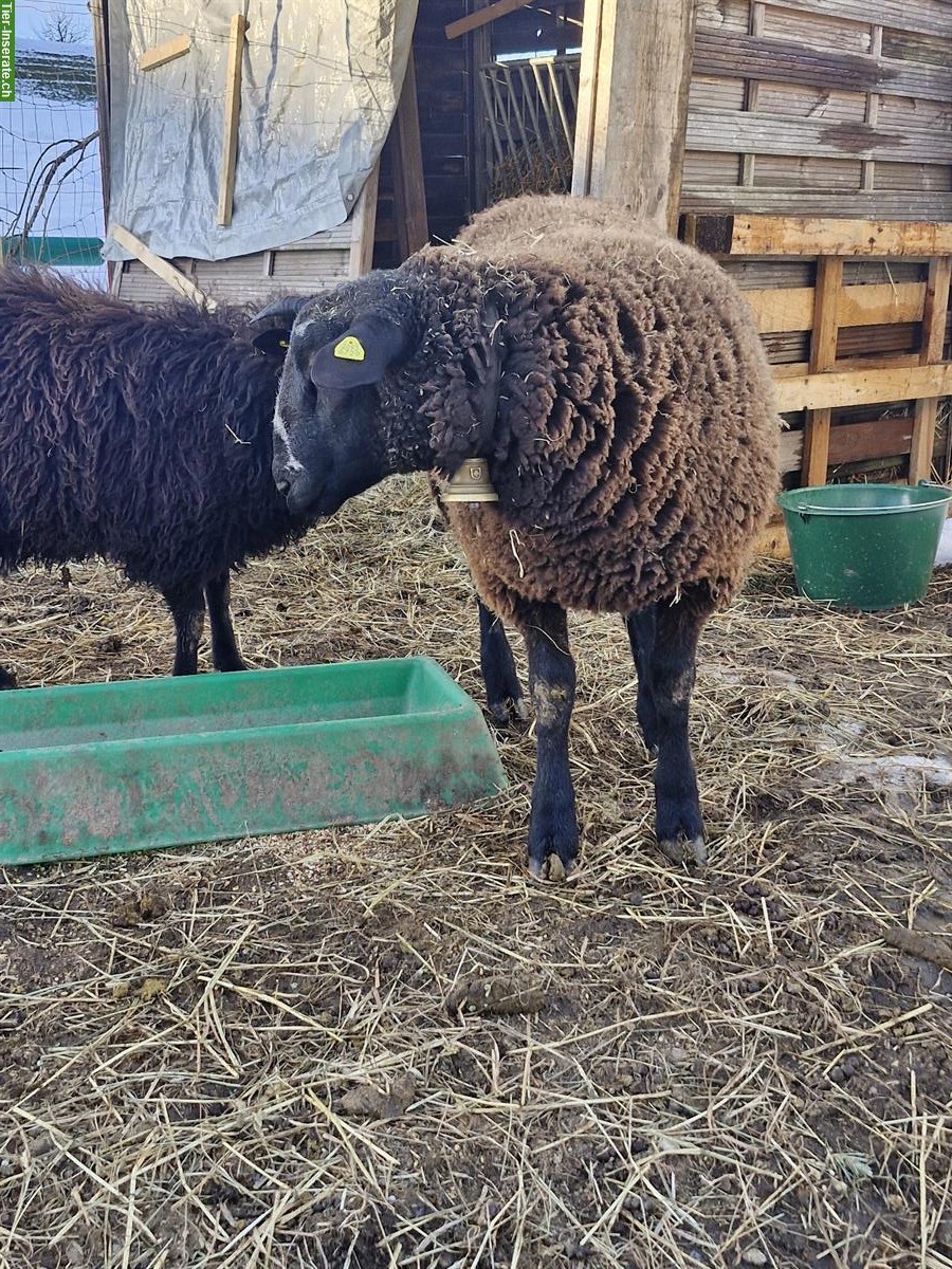 Bild 2: Bieten Schafbock zum Decken