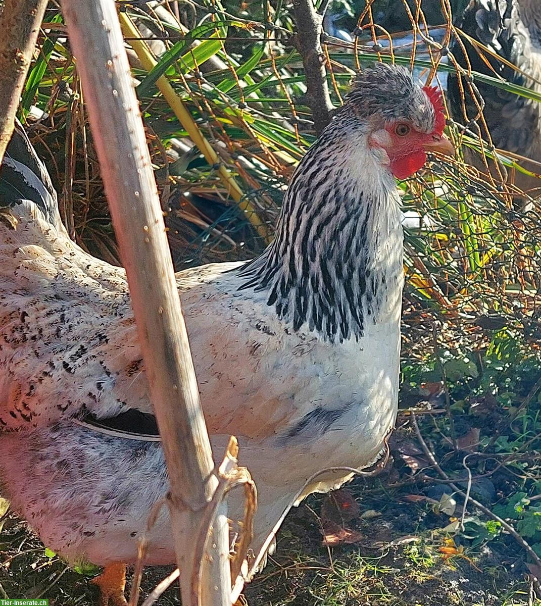 Bild 4: Junghahn Hänsel und seine Gretel suchen neues Umfeld