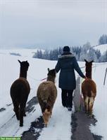 Pensionsplatz für Alpaka gesucht, Region Einsiedeln