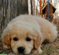 Golden Retriever Welpen zu verkaufen