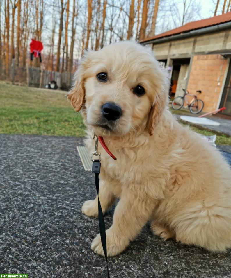 Bild 2: Golden Retriever Welpen zu verkaufen