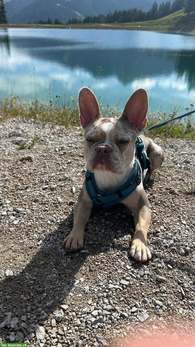 Französische Bulldogge Hündin sucht neues Zuhause