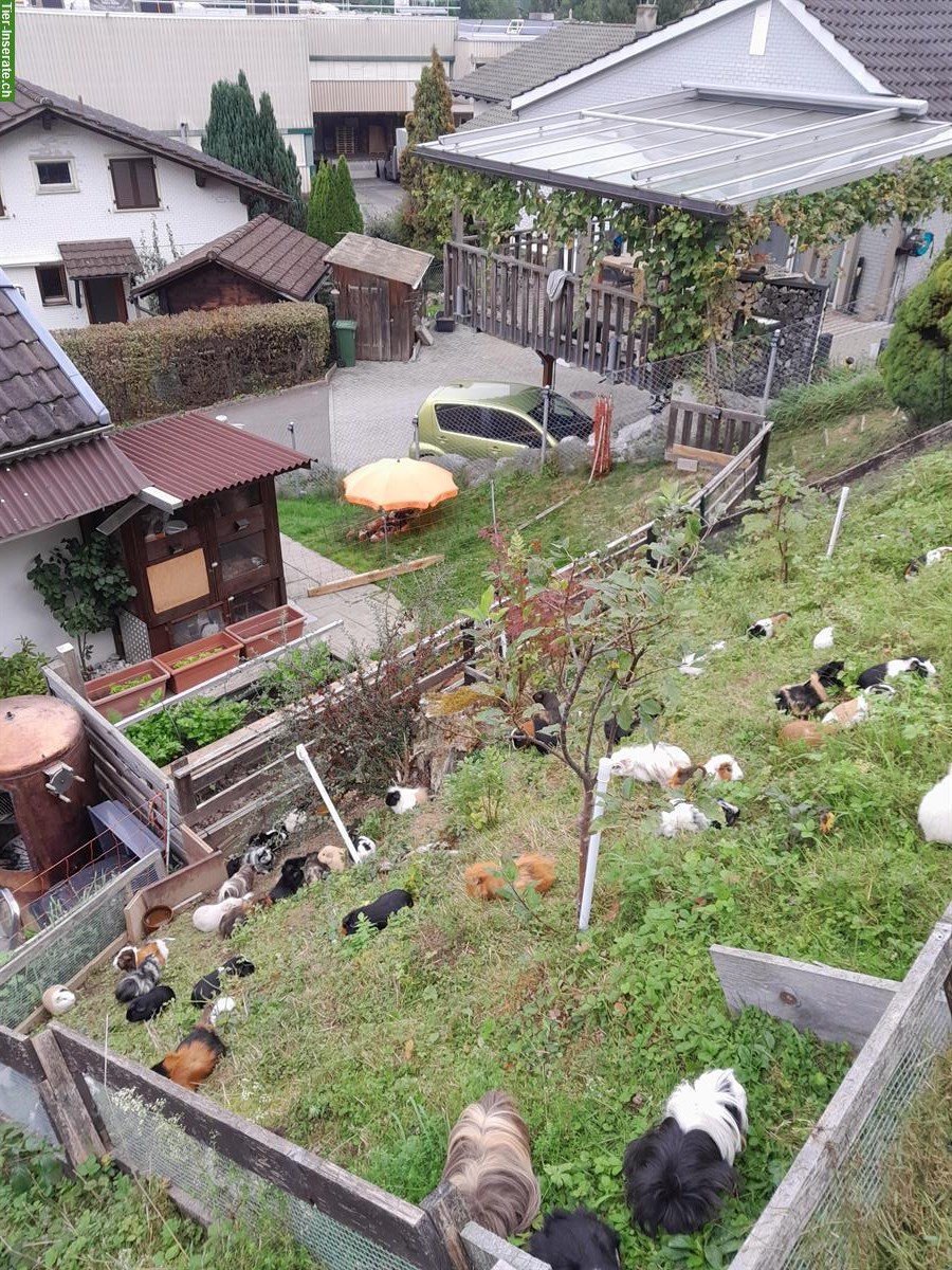 Bild 2: Die grösste Meerschweinchen - Aufnahmestation/Altersheim der Ostschweiz