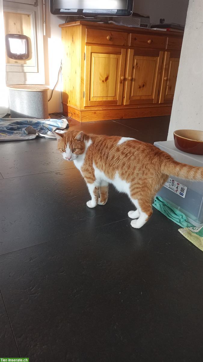 Freigang Katze sucht liebevolles Zuhause