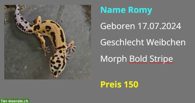 Bild 2: Leopardgecko NZ 2024 - Weibchen / Männchen