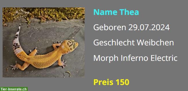 Bild 5: Leopardgecko NZ 2024 - Weibchen / Männchen