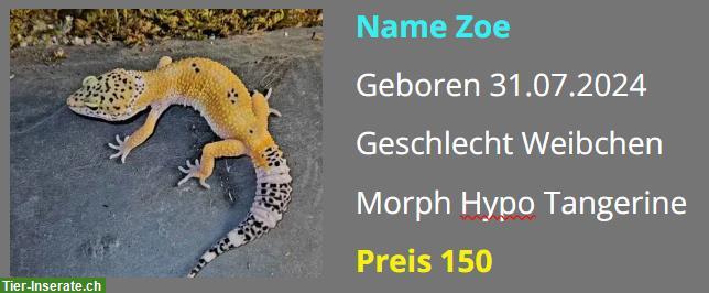 Bild 6: Leopardgecko NZ 2024 - Weibchen / Männchen