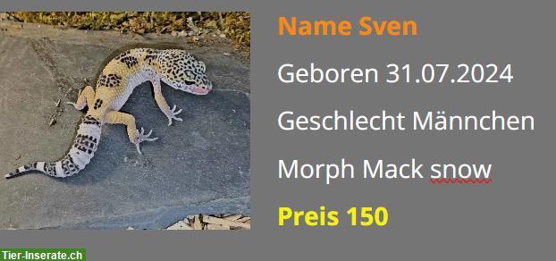 Bild 7: Leopardgecko NZ 2024 - Weibchen / Männchen