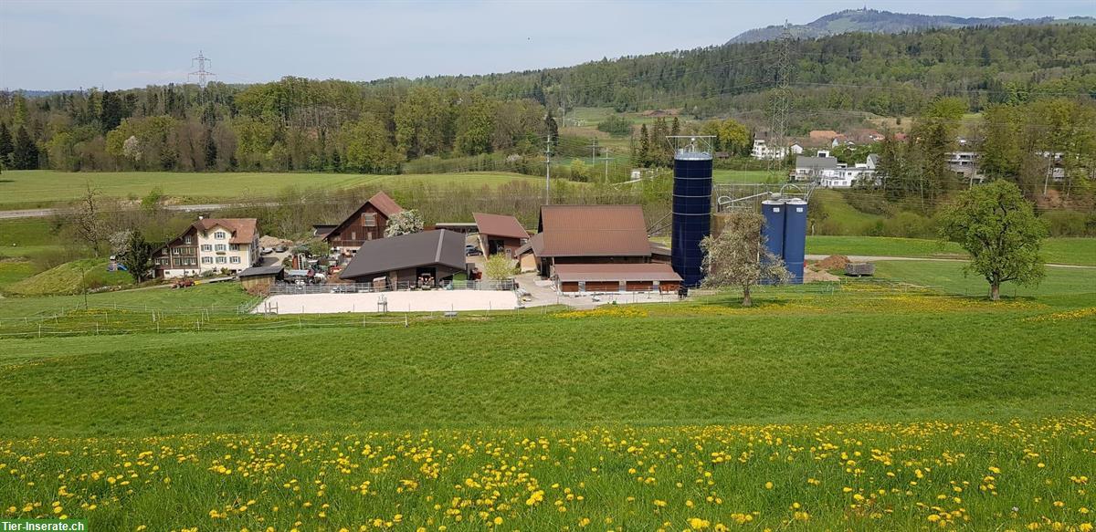 Grosszügige Auslaufbox, mit direktem Weidezugang