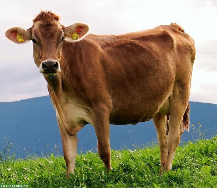 Gesucht Ausmelkkuh, Brown-Suisse oder auch Holstein