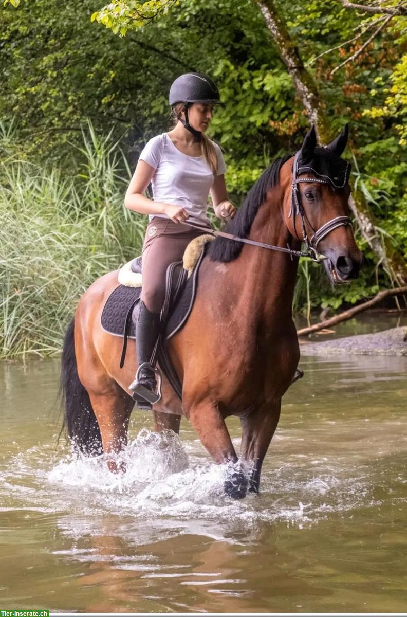 Reitbeteiligung für Schweizer Warmblut in Dielsdorf ZH