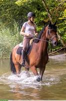 Reitbeteiligung für Schweizer Warmblut in Dielsdorf ZH