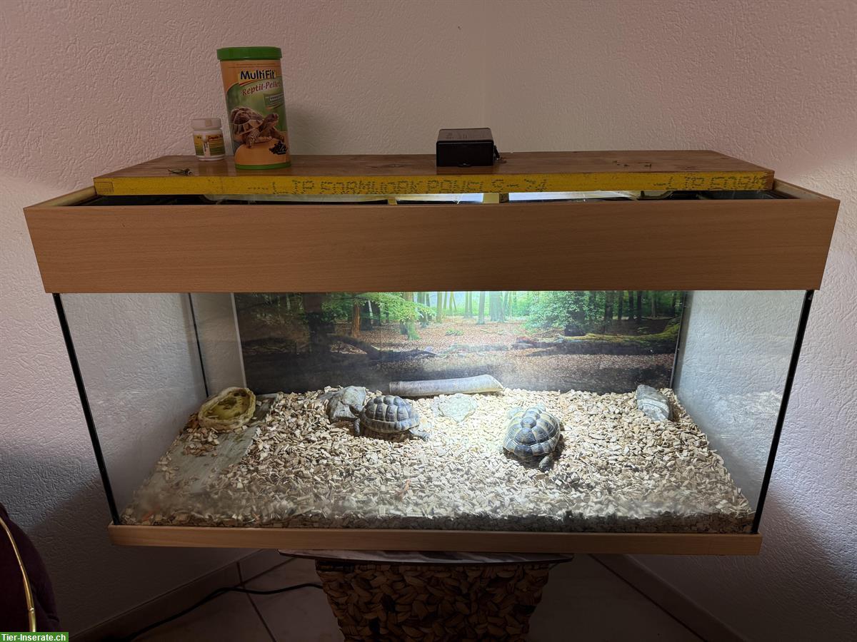 2 Schildkröten suchen ein neues Zuhause