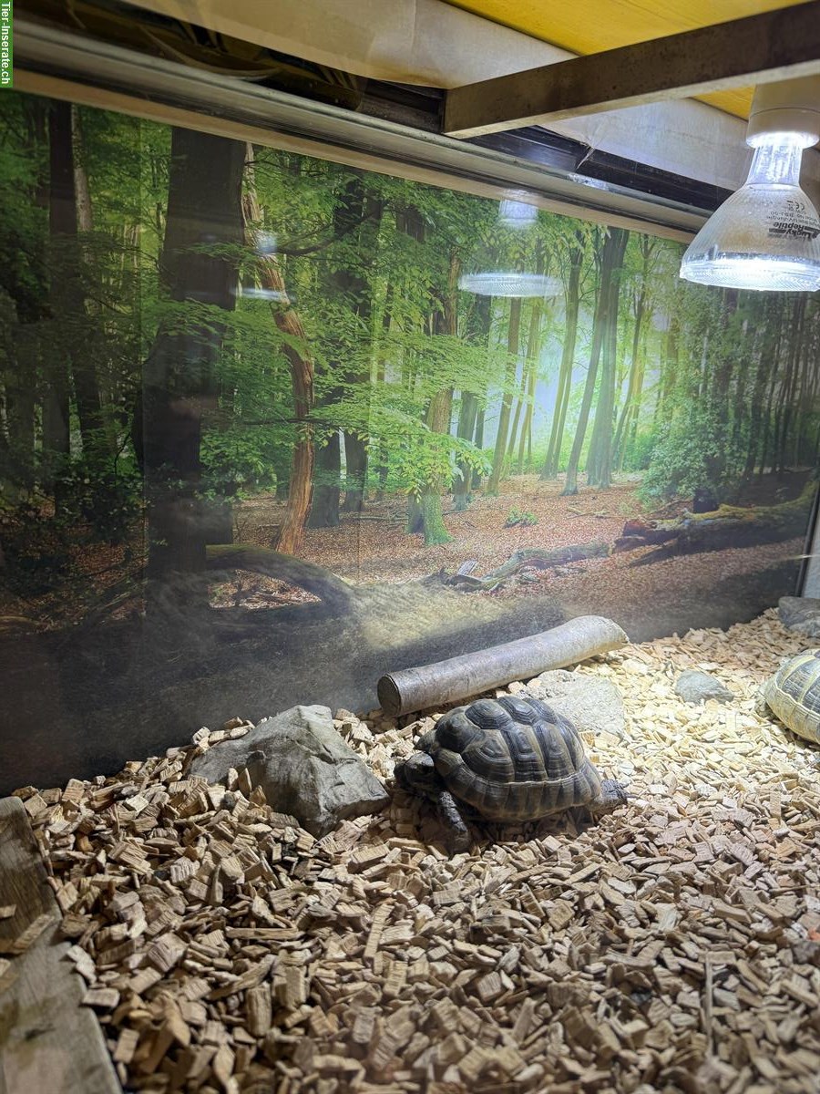 Bild 2: 2 Schildkröten suchen ein neues Zuhause