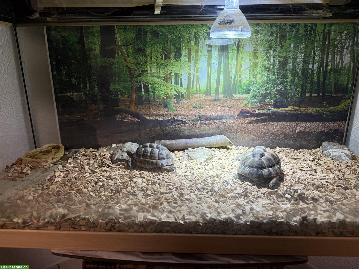 Bild 6: 2 Schildkröten suchen ein neues Zuhause