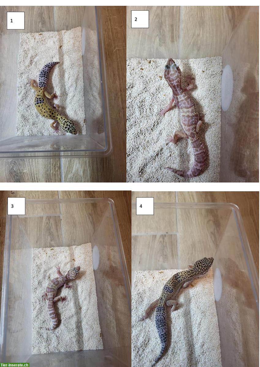 Leopardgeckos männlich / weiblich NZ 2023/2024