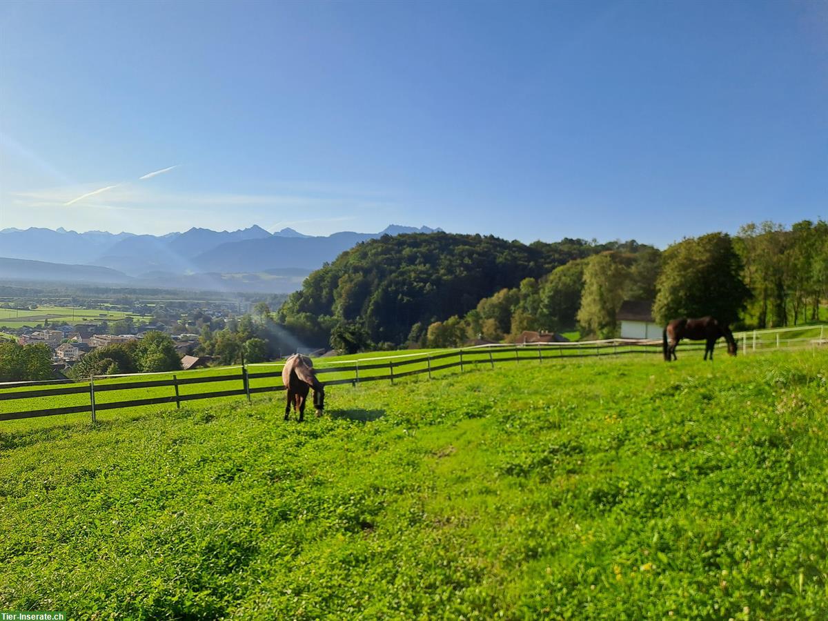 Bild 8: Selbstversorgerstall zu vermieten in Rüthi SG