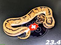 Hidden Gene Woma Orange Dream Piebald Königspython 1.0