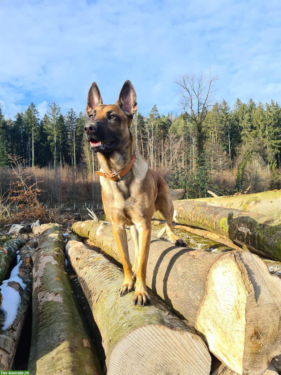 Belgischer Schäfer, Malinois Rüde, 3-jährig