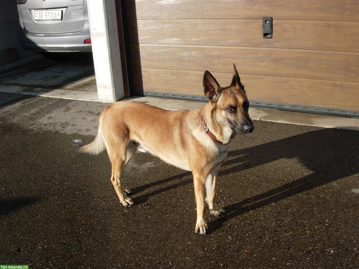 Bild 4: Belgischer Schäfer, Malinois Rüde, 3-jährig