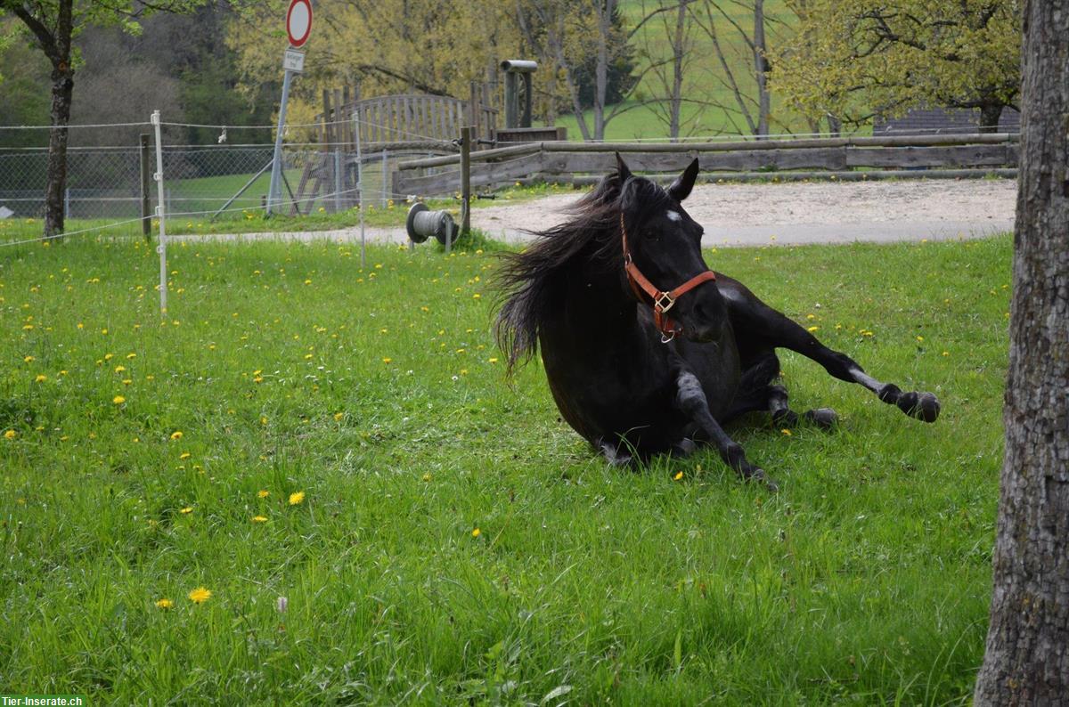 Bild 3: Pflege/Reitbeteiligung/Patenschaft für Paso Fino Stute gesucht