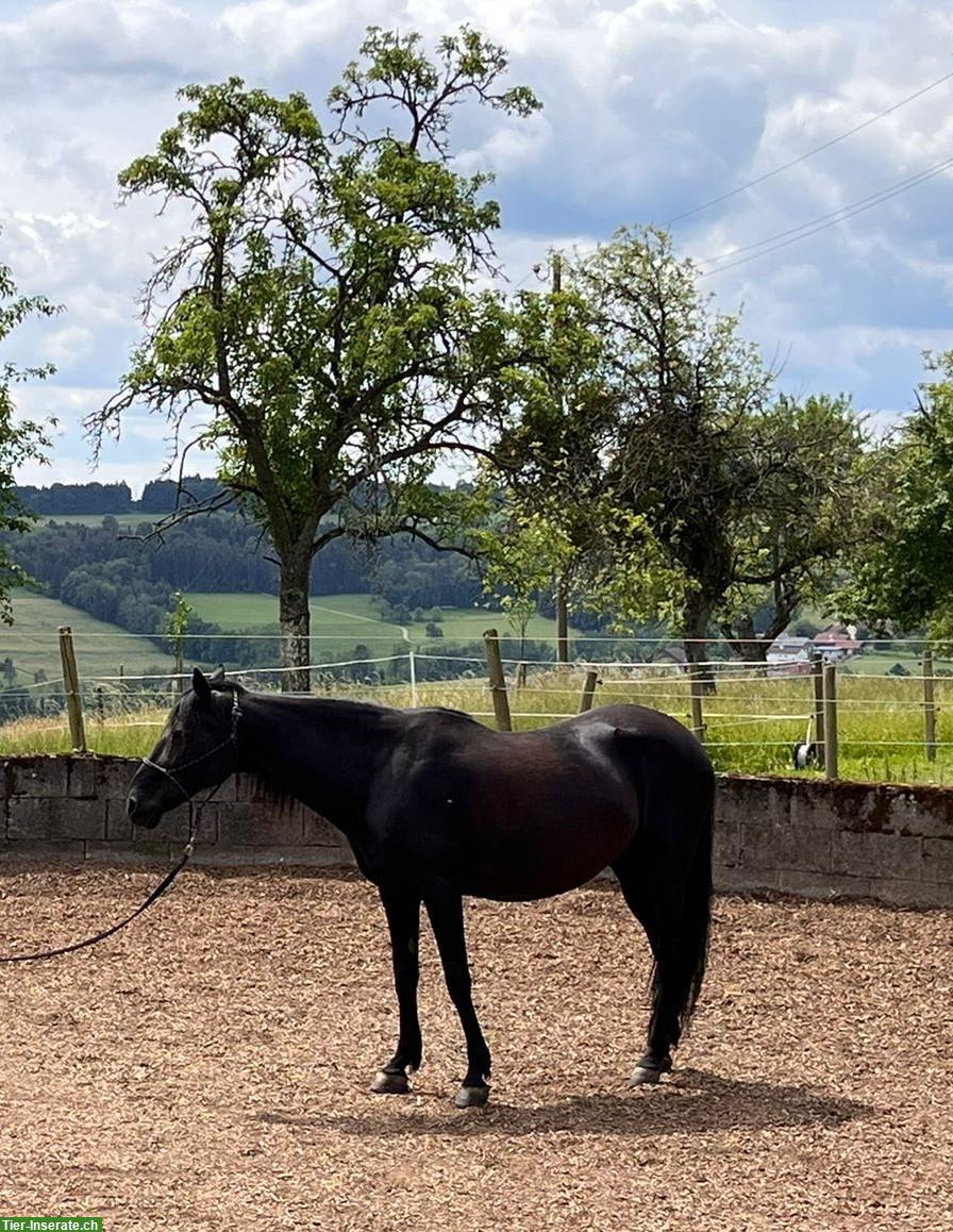 Bild 4: Pflege/Reitbeteiligung/Patenschaft für Paso Fino Stute gesucht