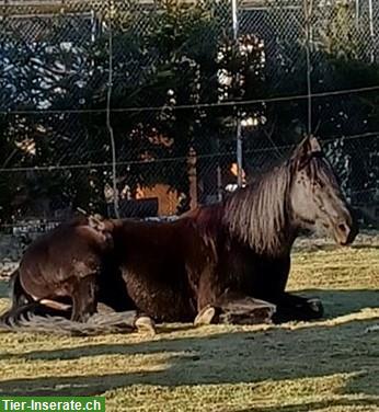 Bild 5: Pflege/Reitbeteiligung/Patenschaft für Paso Fino Stute gesucht